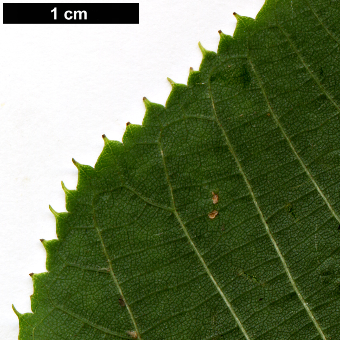 High resolution image: Family: Malvaceae - Genus: Tilia - Taxon: ×euchlora (T.cordata × T.dasystyla subsp. caucasica)